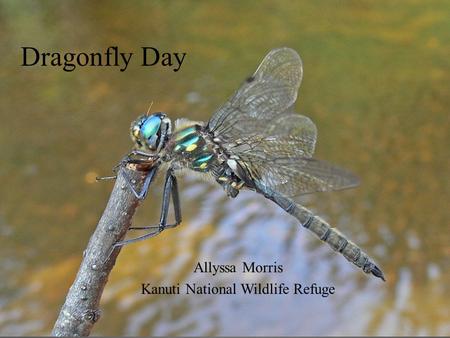 Dragonfly Day Allyssa Morris Kanuti National Wildlife Refuge.