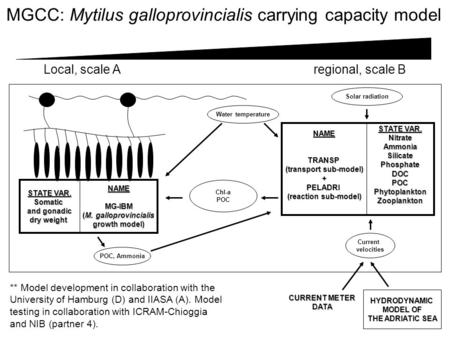 MGCC: Mytilus galloprovincialis carrying capacity model POC, Ammonia NAMEMG-IBM (M. galloprovincialis (M. galloprovincialis growth model) HYDRODYNAMIC.