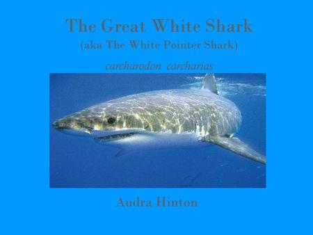 The Great White Shark (aka The White Pointer Shark) carcharodon carcharias Audra Hinton.