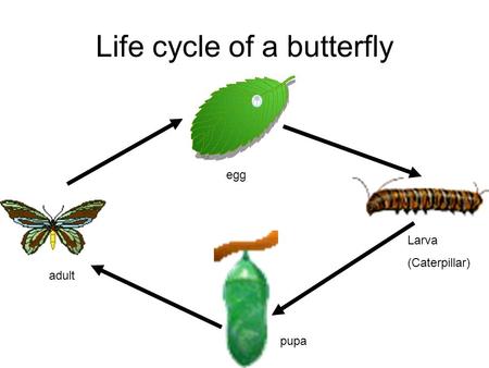 Life cycle of a butterfly