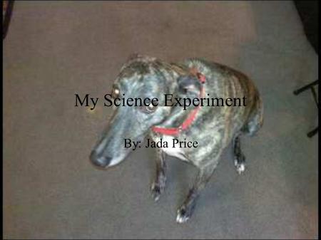 My Science Experiment By: Jada Price. Big Question What treat will my dog respond best to while doing tricks? I want to know what treat my dog likes best.