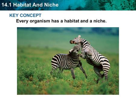 KEY CONCEPT  Every organism has a habitat and a niche.