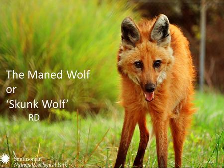 The Maned Wolf or ‘Skunk Wolf’ RD. Family, Genus, and Species Family- Canidae Genus- Chrysocyn (the only species) Species- C.brachyurus.