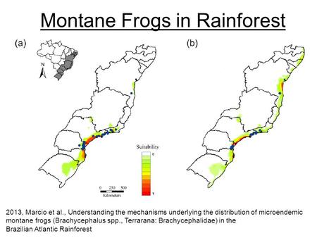 Montane Frogs in Rainforest 2013, Marcio et al., Understanding the mechanisms underlying the distribution of microendemic montane frogs (Brachycephalus.