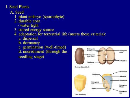 I. Seed Plants A. Seed 1. plant embryo (sporophyte) 2. durable coat - water tight 3. stored energy source 4. adaptation for terrestrial life (meets these.