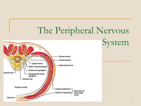 1 The Peripheral Nervous System. 2 ____Cranial nerves attach to brain ___Spinal nerves attach to spinal cord.