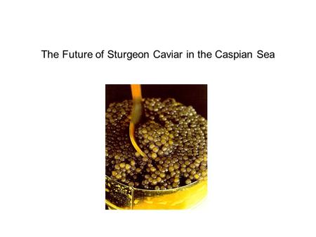 The Future of Sturgeon Caviar in the Caspian Sea.