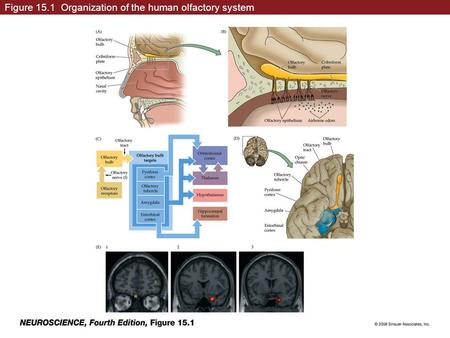 Figure 15.1 Organization of the human olfactory system.