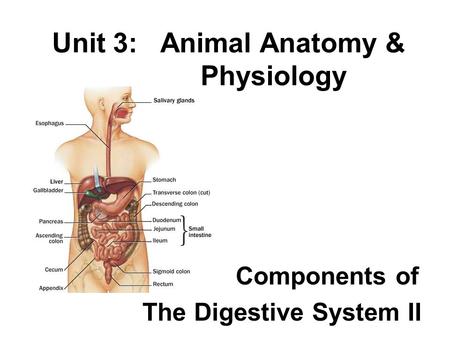 Unit 3: Animal Anatomy & Physiology Components of The Digestive System II.