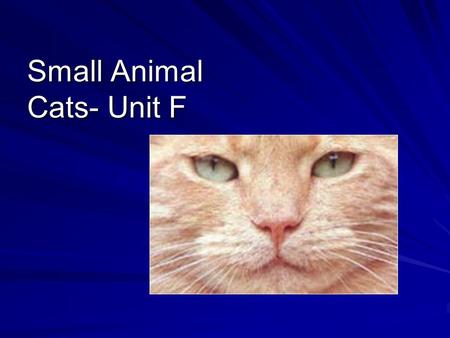 Small Animal Cats- Unit F. Competency 15.00 Use information specific to each breed to choose the best cat for a given use.