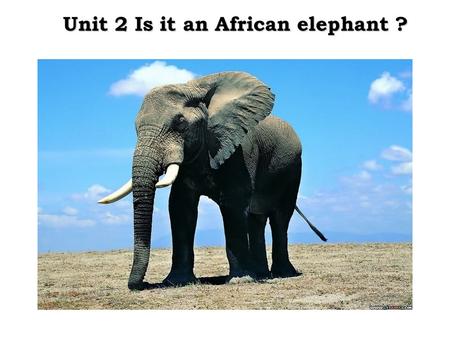 Unit 2 Is it an African elephant ?. How many continents are there in the world? What are they? 亚洲 --- 欧洲 --- 非洲 --- 北美洲 --- 南美洲 --- 南极洲 --- 大洋洲 --- Asia.