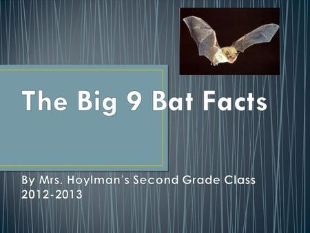 Where in the world do they live? What kinds of homes do they have? What kinds of foods do they eat? What do bats really look like? What are the myths.