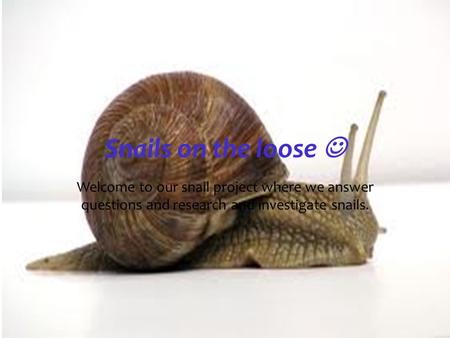 Snails on the loose  Welcome to our snail project where we answer questions and research and investigate snails. Picture source: en.wikapedia.org.