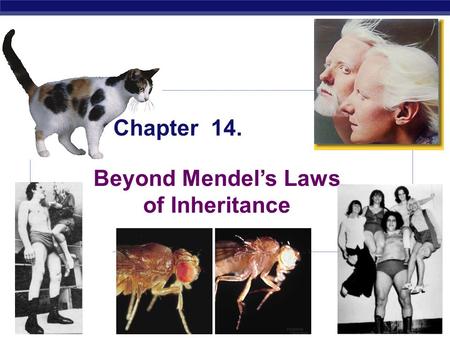 MCC BP Based on work by K. Foglia www.kimunity.com Chapter 14. Beyond Mendel’s Laws of Inheritance.