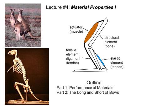 Structural element (bone) tensile element (ligament /tendon) elastic element (tendon) actuator (muscle) Lecture #4: Material Properties I Outline: Part.