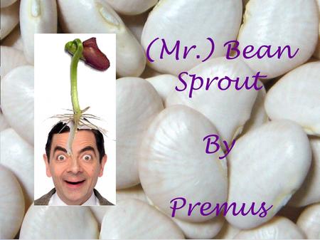 (Mr.) Bean Sprout By Premus. Big beans didn't grow Sprouts of the smallest beans grew the tallest Equal amount of water Equal amount of space Equal number.