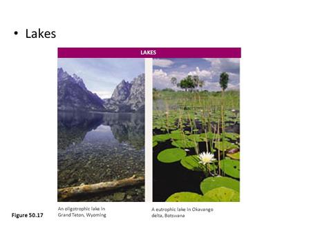 Lakes Figure 50.17 An oligotrophic lake in Grand Teton, Wyoming A eutrophic lake in Okavango delta, Botswana LAKES.