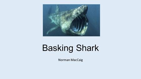 Basking Shark Norman MacCaig.