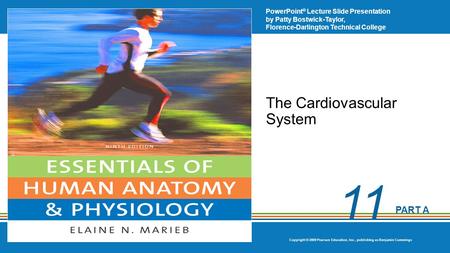 The Cardiovascular System