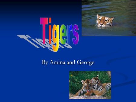 By Amina and George. Amazing facts!!!!!!!! Tigers live in a continent called Asia. Most Tigers will live in forests. Tigers live in a continent called.