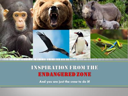 And you are just the crew to do it!. First… What animals will try to save? We must research to find out about different types of endangered animals. Second…