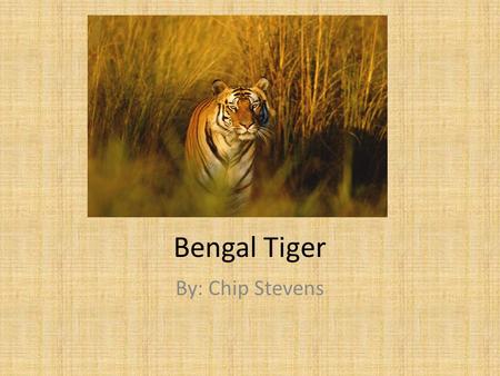 Bengal Tiger By: Chip Stevens. Classification and Description Panthera tigris tigris Feline 720 lbs.; 6ft long, 3ft tail Orange, brown; black stripes.