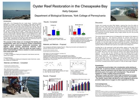 Oyster Reef Restoration in the Chesapeake Bay Kelly Galyean Department of Biological Sciences, York College of Pennsylvania Introduction Oyster reefs in.