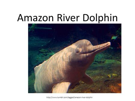 Amazon River Dolphin