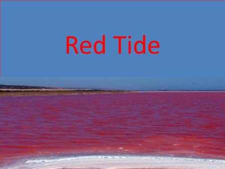 Red Tide. What is Red Tide? Red Tide is caused by a population explosion of the dinoflagellate protist; often referred to as red algae. Conditions that.