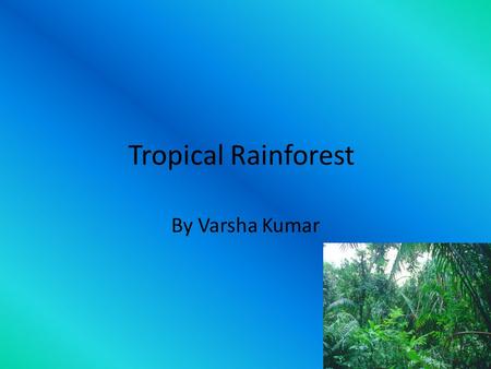 Tropical Rainforest By Varsha Kumar.