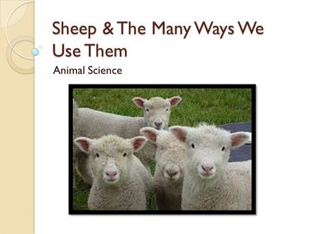 Sheep & The Many Ways We Use Them Animal Science.