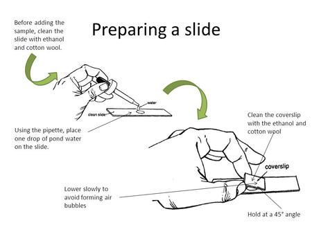 Preparing a slide Before adding the sample, clean the slide with ethanol and cotton wool. Hold at a 45° angle Lower slowly to avoid forming air bubbles.