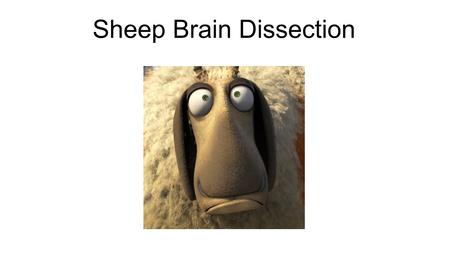 Sheep Brain Dissection. Introduction Today we will be dissecting a sheep brain In order to proceed today you will need to make sure that you will be able.