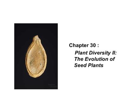 Chapter 30 : Plant Diversity II: The Evolution of Seed Plants.