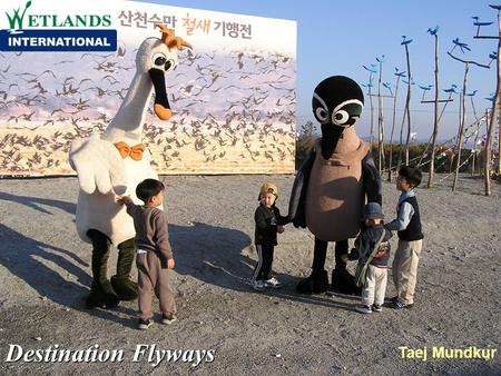 Destination Flyways Taej Mundkur. Destination Flyways The project focuses on the protection of migratory birds and their habitats and the creation of.