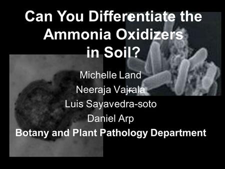 Can You Differentiate the Ammonia Oxidizers