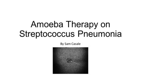 Amoeba Therapy on Streptococcus Pneumonia By Sam Casale.