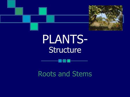 PLANTS- Structure Roots and Stems. ROOTS-Function 1. Anchor the plant to the soil 2. Absorb water and minerals from the soil 3. May store food 4. Transport.