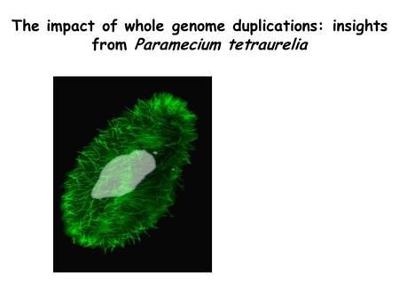 The impact of whole genome duplications: insights from Paramecium tetraurelia.