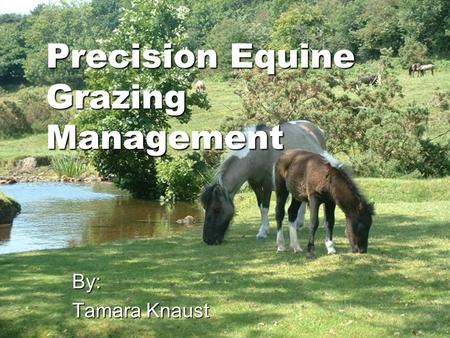 Precision Equine Grazing Management By: Tamara Knaust.