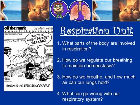 Respiration Unit 1. What parts of the body are involved in respiration? 2. How do we regulate our breathing to maintain homeostasis? 3. How do we breathe,