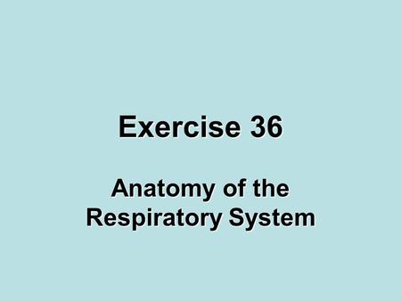 Anatomy of the Respiratory System