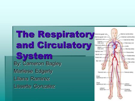 The Respiratory and Circulatory System By: Cameron Bagley Marliese Edgerly Liliana Ramirez Lissette Gonzalez.