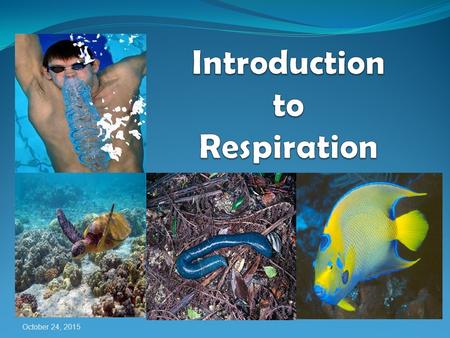 Introduction to Respiration