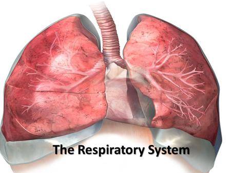 The Respiratory System