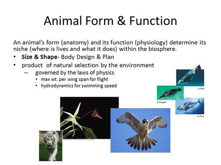 Animal Form & Function An animal’s form (anatomy) and its function (physiology) determine its niche (where is lives and what it does) within the biosphere.