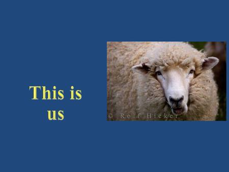 We are sheep Common to Sheep Sheep Don’t Have  Defenses  Ability to hide  Lightning speed.