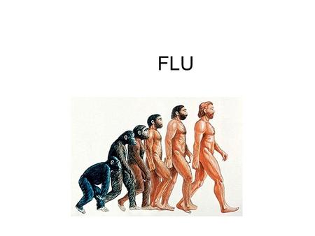 FLU. Orthomyxoviridae Eight segmented pieces of RNA, a structure that permits the introduction of new RNA. This is called genetic reassortment. This.