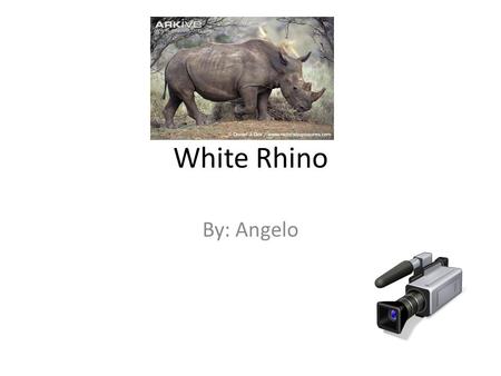 White Rhino By: Angelo. The Weight, Size, Color and Habitat The weight of the white Rhino is 4,000 to 6,000 pounds The size of the Rhino is 5 to 6 feet.