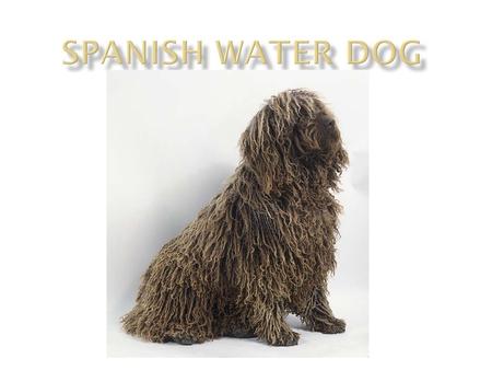 Spanish Water Dog  The Spanish Water Dog is a breed of dog developed by the shepherds in Spain as a multi-purpose herder who was also used sometimes.